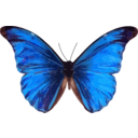 Morpho Rhetenor