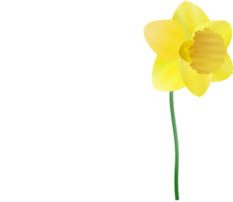 Daffodil