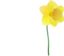 Daffodil