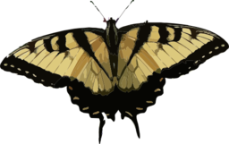 Papilio Glaucus