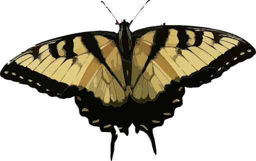 Papilio Glaucus