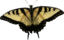 Papilio Glaucus