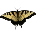 Papilio Glaucus